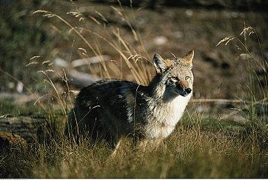 《赛博朋克2077》玩家发现新致敬彩蛋 获得开发者祝贺