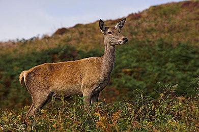 《远征》现已在Steam上推出免费的合作模式! 一起探索世界!