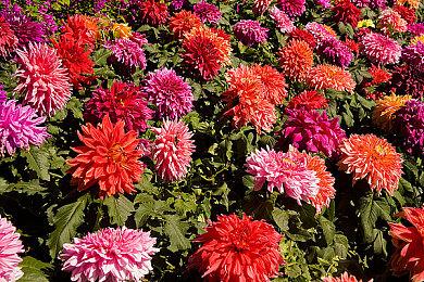 《P4》重制版依旧成谜？里中千枝现任英配称未获联系